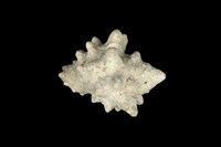 藏品(大岩螺)的圖片